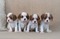 Cavalier king Charles 1 TL Fevzi Çakmak Mah.