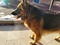 Alman çoban kurdu Erkek köpek