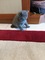 Scottish fold Dişi Ertuğrulgazi Mah.