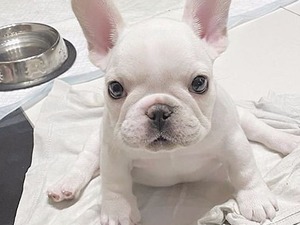 Türkler köpek ilanı ver
