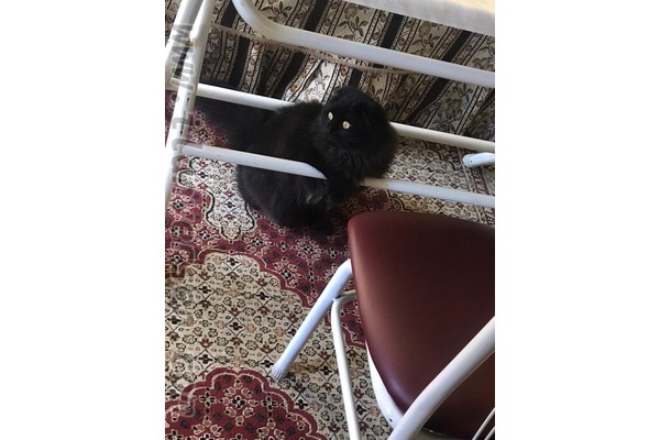 kedi ilanlari Şahinbey Köyü