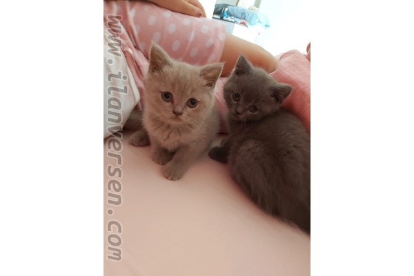 Scottish fold Sahibinden Yüzüncüyıl Mah.