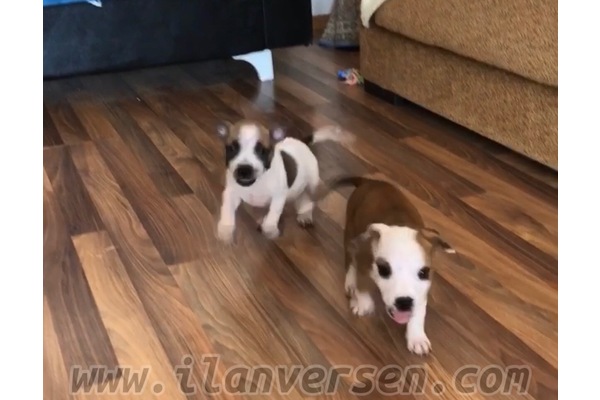Evka 3 Mah. köpek ilanı ver