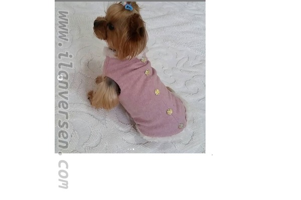 Yorkshire terrier köpek Avcılar