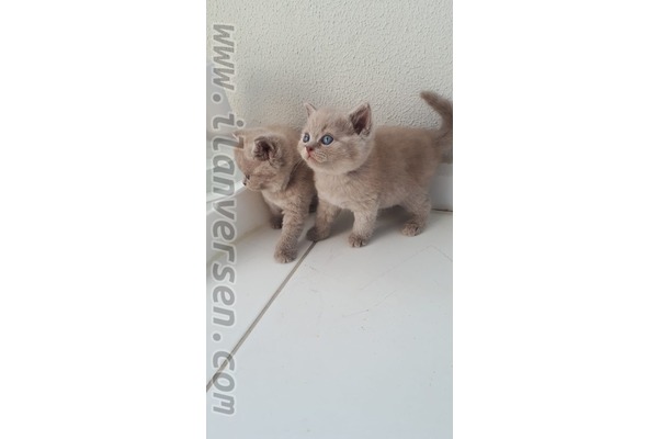 British shorthair Sahibinden Çayyolu Mah.