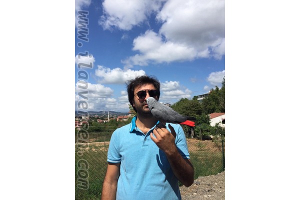 Baklacı Mah. hayvanlar ilanı