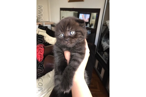 Denizköşkler Mah. kedi ilanları