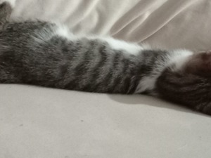 Yazır Mah. kedi ilanları