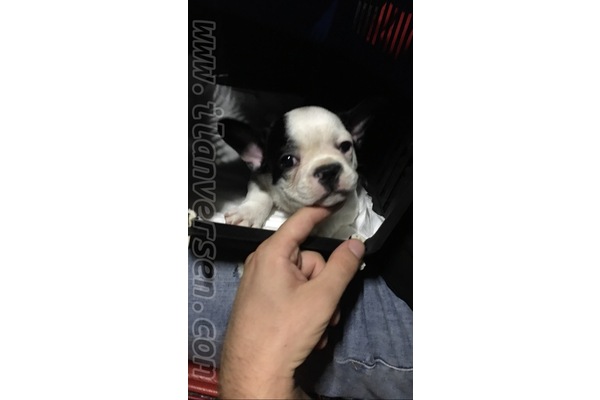Cuma Mah. köpek fiyatları