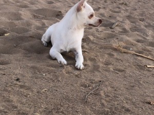  Chihuahua köpek Manavgat