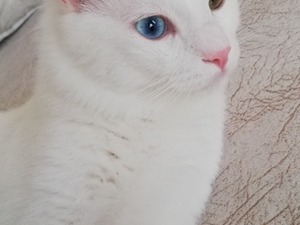satılık van kedisi Van Bağlar Mah.
