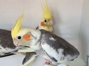 aşçı başı Sahibinden Sultan papağanı Papağan fiyatları