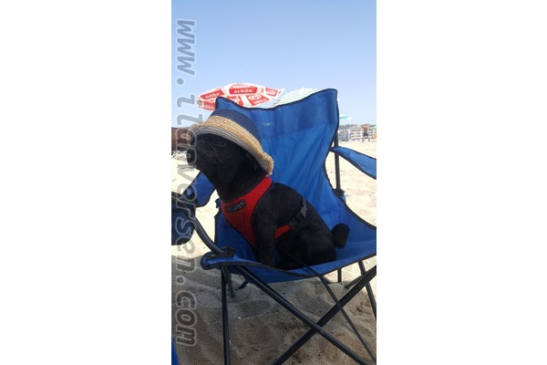 Köşklü Çeşme Mah. köpek fiyatları