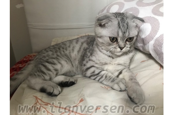 Scottish fold 2