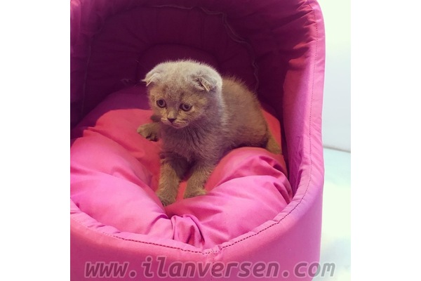 Macun Mah. kedi ilanı