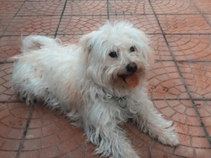  Malta terrier yaş 1 Ferah Mah.