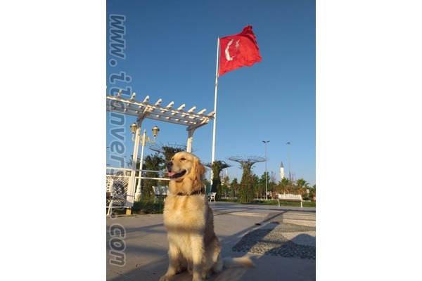 Yalı Mah. köpek ilanları
