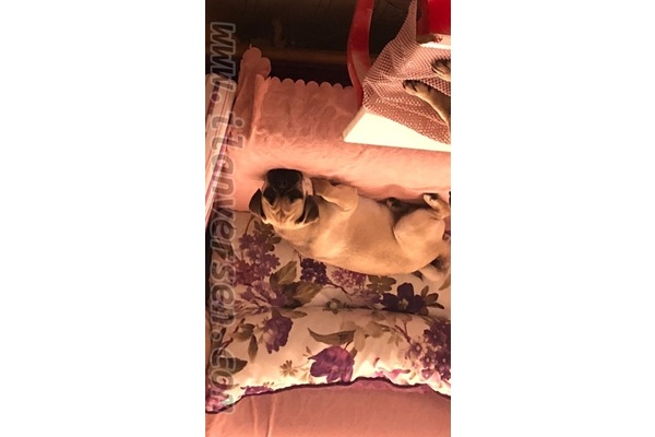 köpek ilanlari İstiklal Mah.