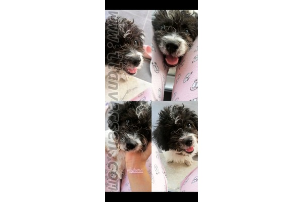 Maltese terrier Tellidere Mah.