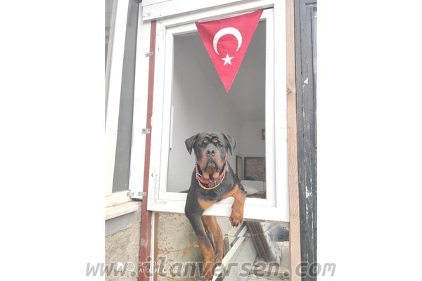 Pınartepe Mah. köpek fiyatları