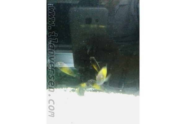 Tropheus f0 mpulungu kasakalawe