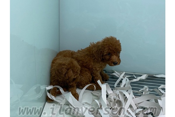 Poodle Çocuklara uygun
