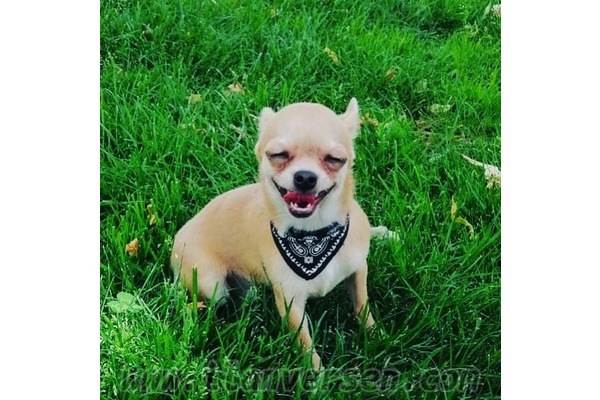 Chihuahua Erkek köpek