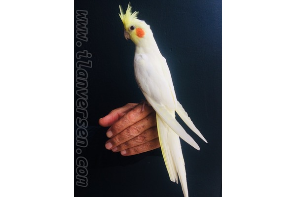 Erkek Papağan Konyaaltı