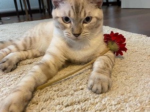  British shorthair kedi Şişli