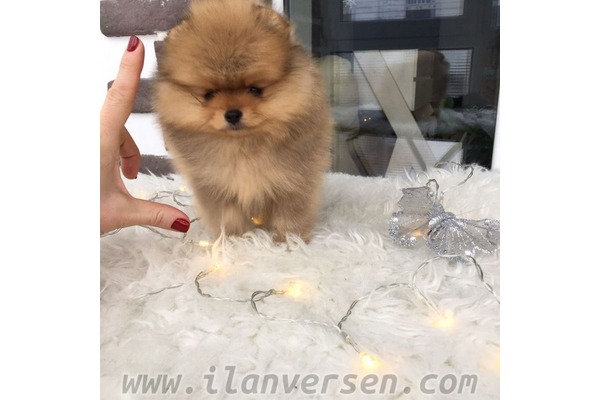 POMERANİAN BOO Yavruları