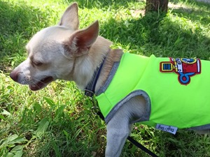  Chihuahua köpek Turgutlu