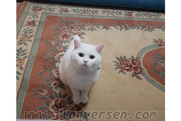 British shorthair ilanları