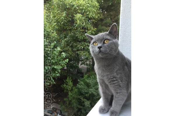 British shorthair ilanları