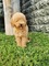 Poodle Sahibinden 1 TL