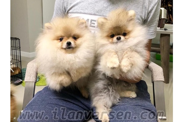 Pomeranian Dişi ve Erkek Altınkum Mah.