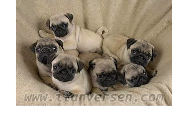 Pug köpek Mudanya
