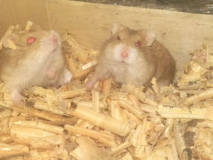 gonzales hamster