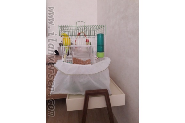 Diğer muhabbet kuşu Sahibinden 350 TL