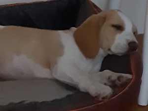 2 aylık beagle Beagle Erkek köpek