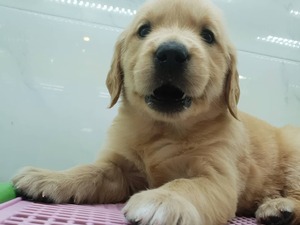 ücretsizle Golden retriever köpek Konyaaltı