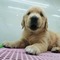 Golden retriever köpek Konyaaltı