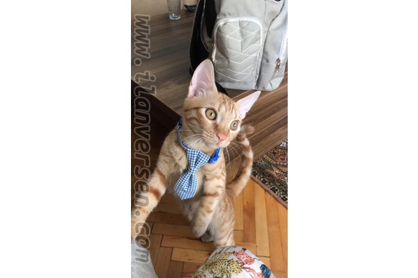 kedi Sarman fiyatları