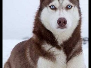 sibirya kurdu Bahçelievler Mah. köpek ilanı