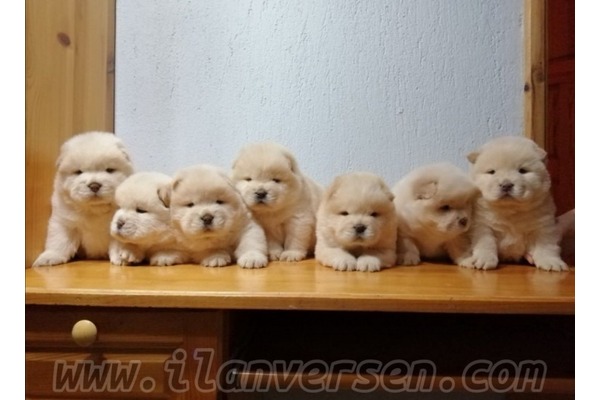 Chow Chow Dişi ve Erkek Fevzi Çakmak Mah.