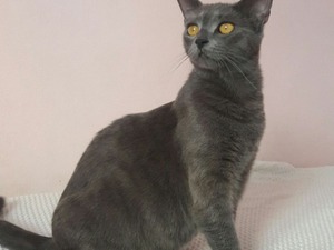 British shorthair Dişi kedi
