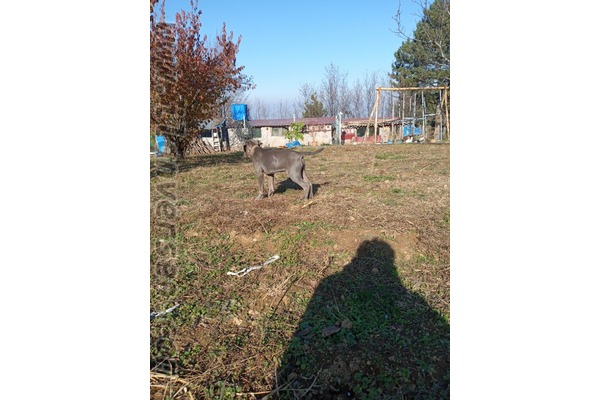 Orhaniye Köyü Cane corsa ilanları