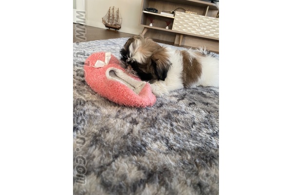 köpek ilanlari Cevizli Mah.