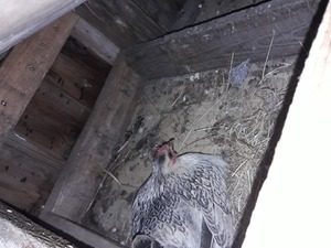 istanbul tavuk Balaban Köyü hayvanlar ilanı