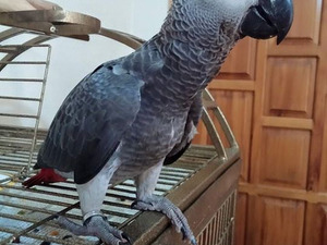 kongo jako Bucakkışla Köyü Papağan ilanları