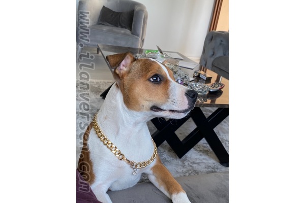 Diğer köpek ırkı köpek Buca